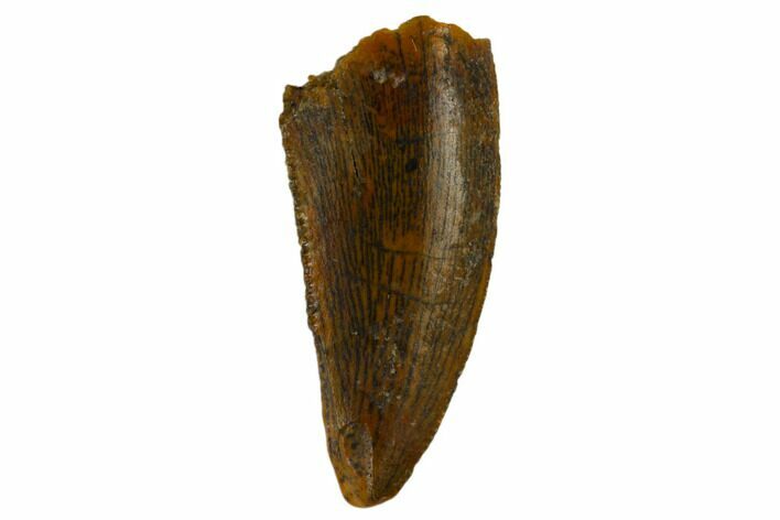 Raptor Tooth - Real Dinosaur Tooth #115865
